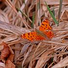 A Comma Butterfly  (Polygonis c-album)