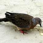 A common dove sharing my lunch on Patong Beach. Thailand. Message inside.