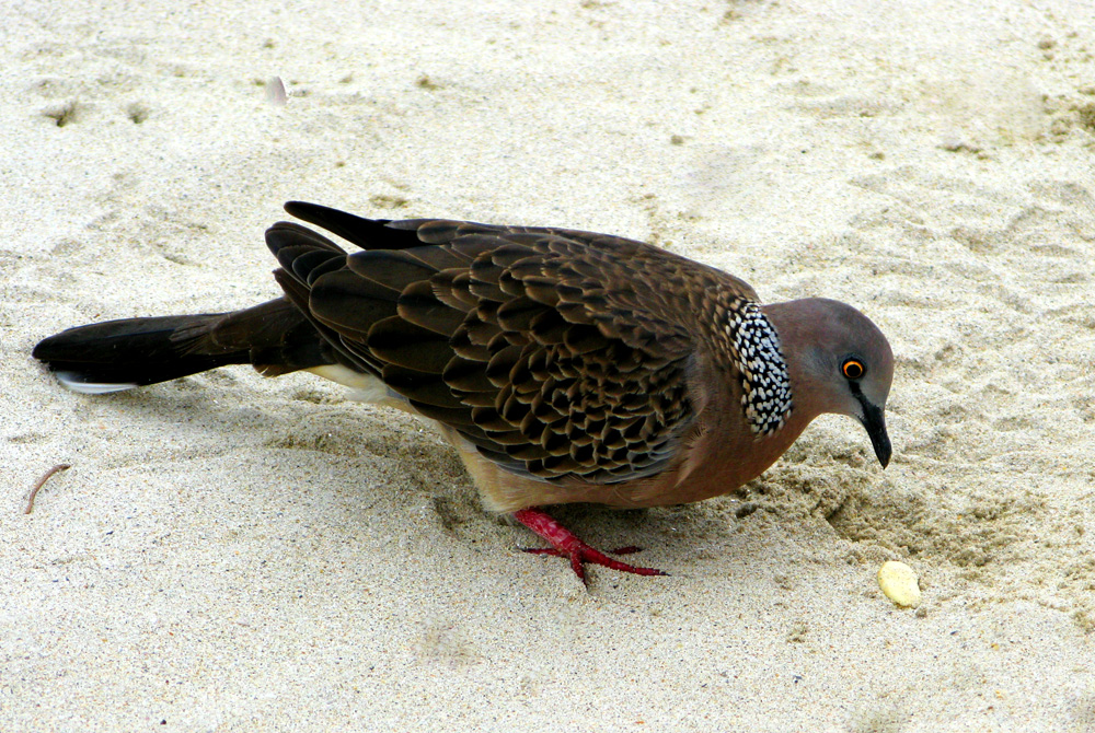 A common dove sharing my lunch on Patong Beach. Thailand. Message inside.