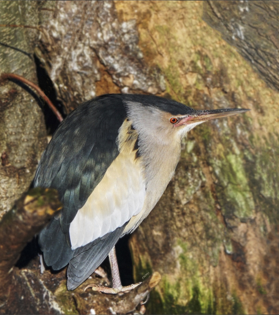 A common little bittern