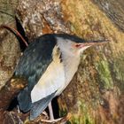 A common little bittern