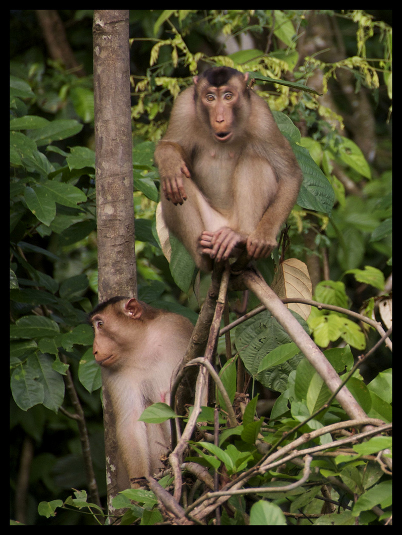 A completely astonished monkey :-)