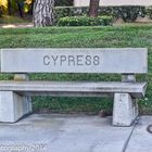 A Concrete Bench