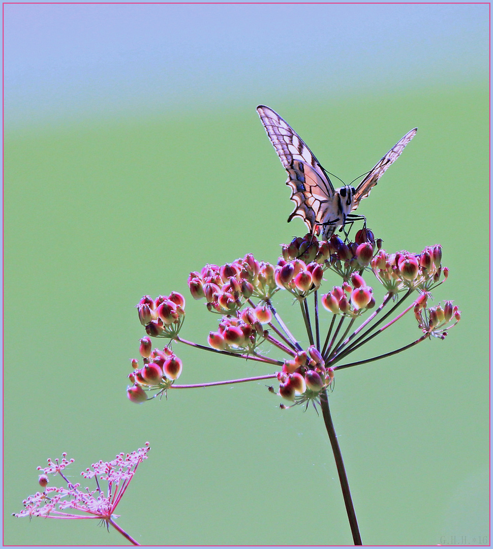 ***   A CONTRE-JOUR   ***  