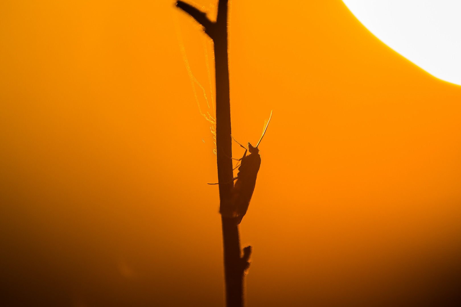 à contre jour