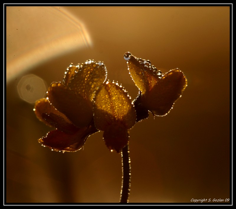 A contre jour matinal