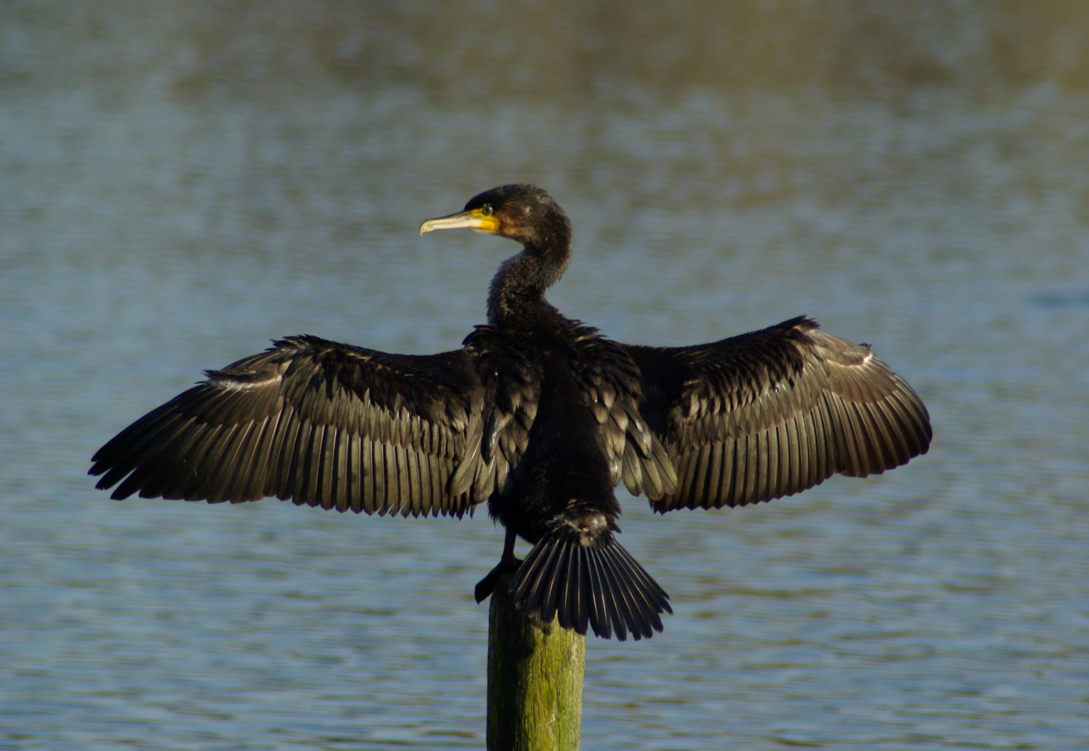 A cormorant drying it self!