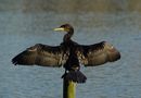 A cormorant drying it self! by vjdj 