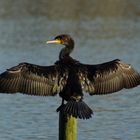 A cormorant drying it self!