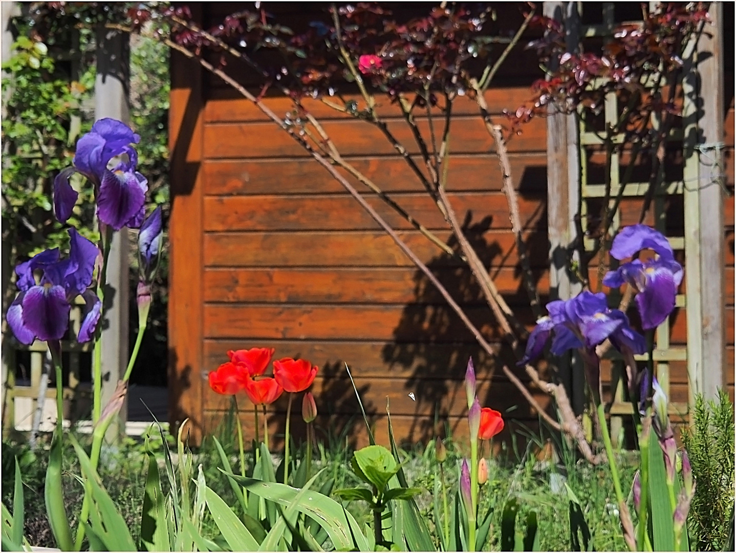 A côté de mon jardin d’herbes