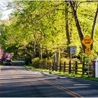 A Country Lane on a Spring Afternoon