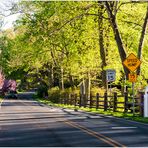 A Country Lane on a Spring Afternoon