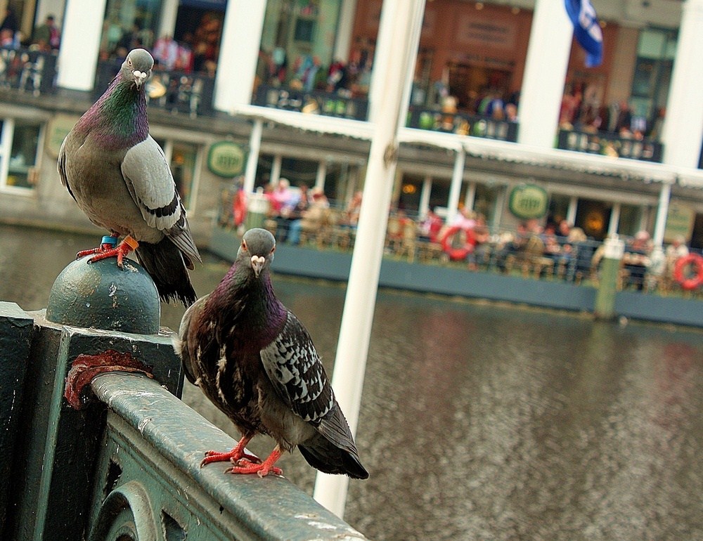 A couple.. (Hamburg, Alster)