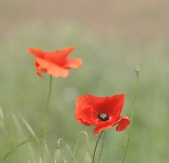 a couple in red