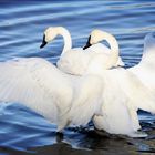 A couple of adult Trumpeter swans.......