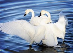 A couple of adult Trumpeter swans.......