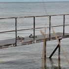 A couple of Mallard Anas platyrhynchos at rest...