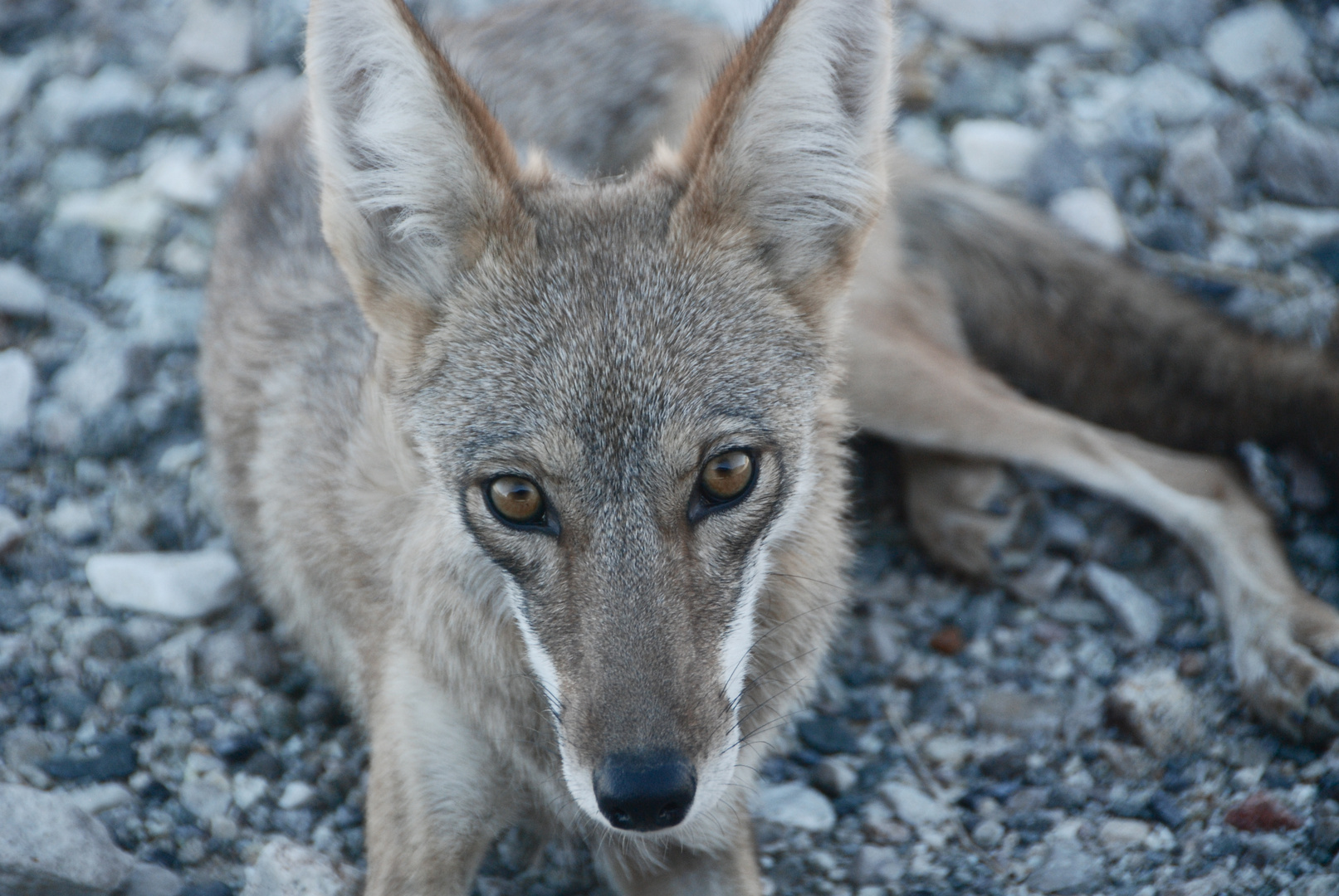 A Coyote In Death Valley