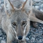 A Coyote In Death Valley