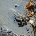 A Crab; Taean Oil Spill Coverage