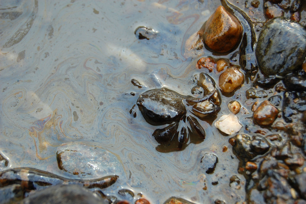 A Crab; Taean Oil Spill Coverage