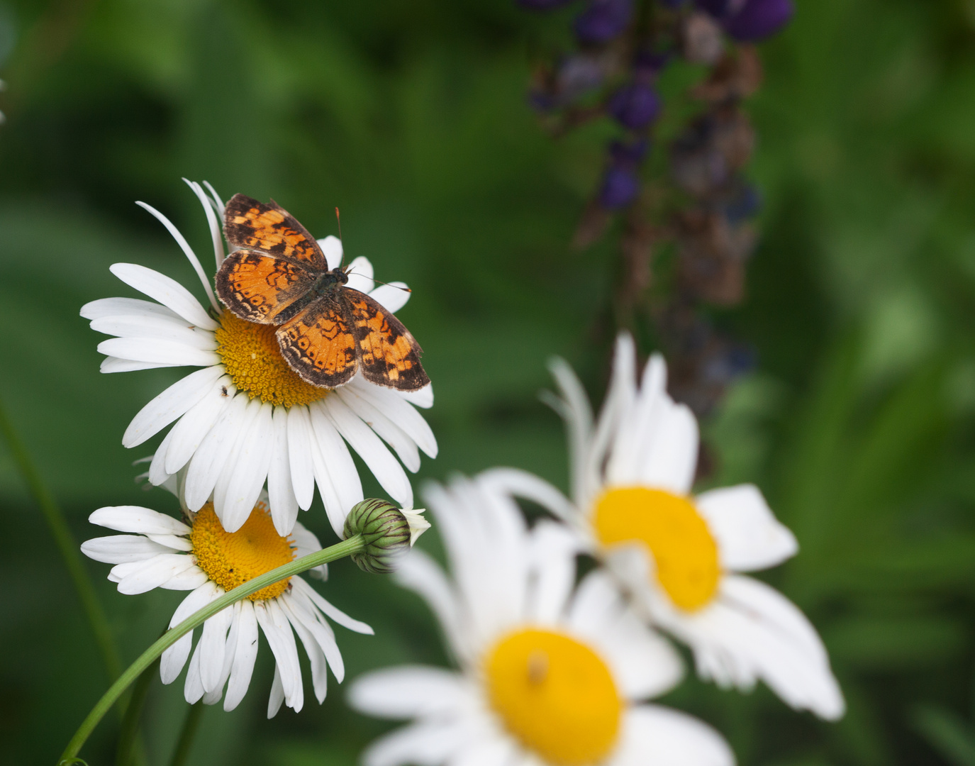 A Crescent Butterfly  (Phycides tharus)