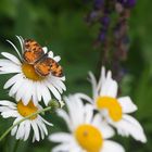 A Crescent Butterfly  (Phycides tharus)