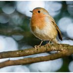 A Cristmas Robin