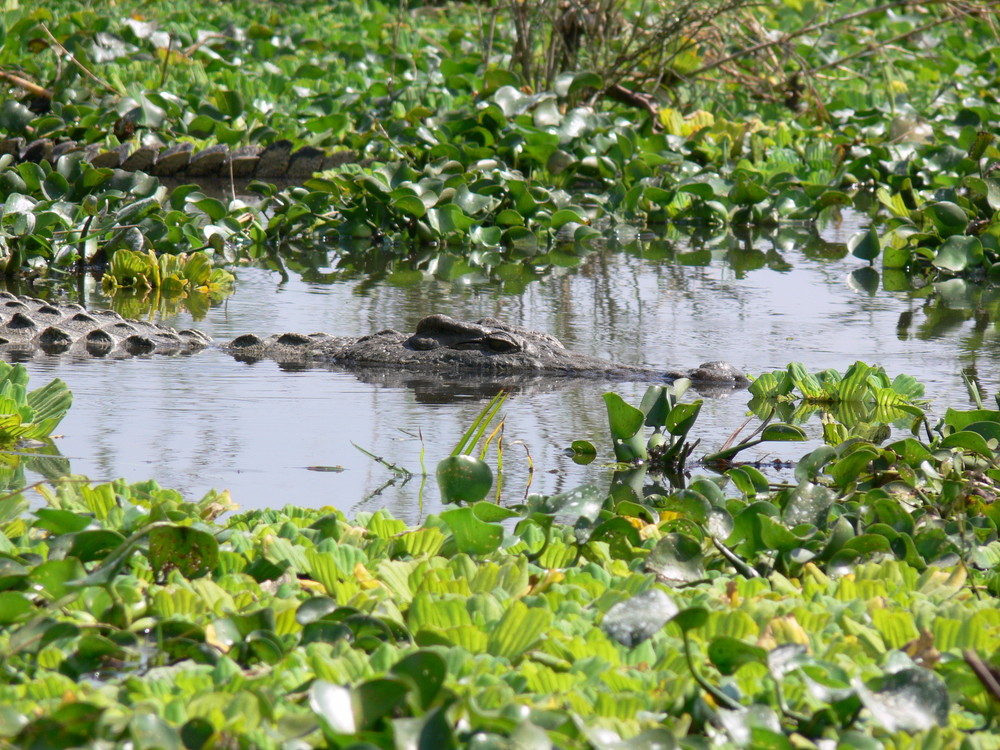 a croco on the shiver river