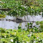 a croco on the shiver river