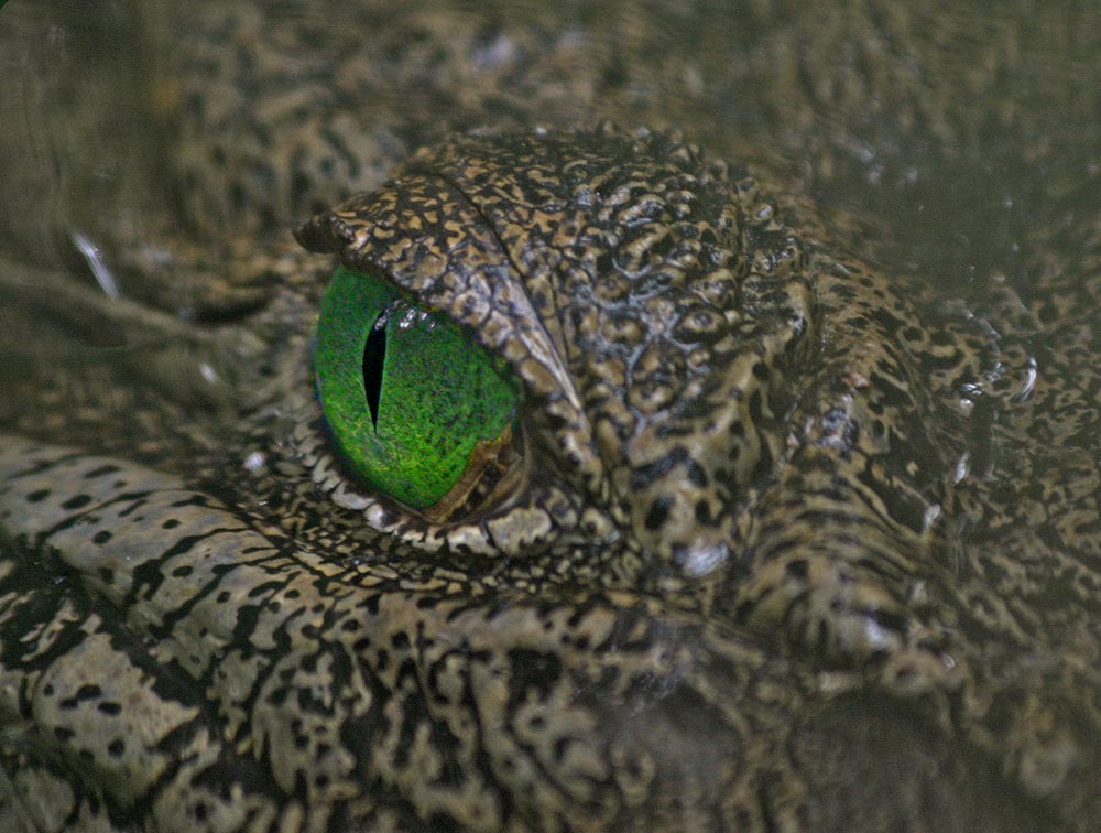 A Crocodile Eye