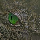 A Crocodile Eye