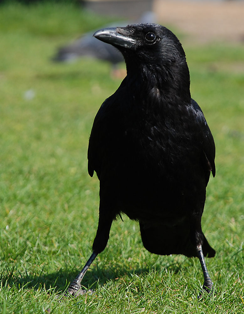 A Crow