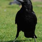 A Crow