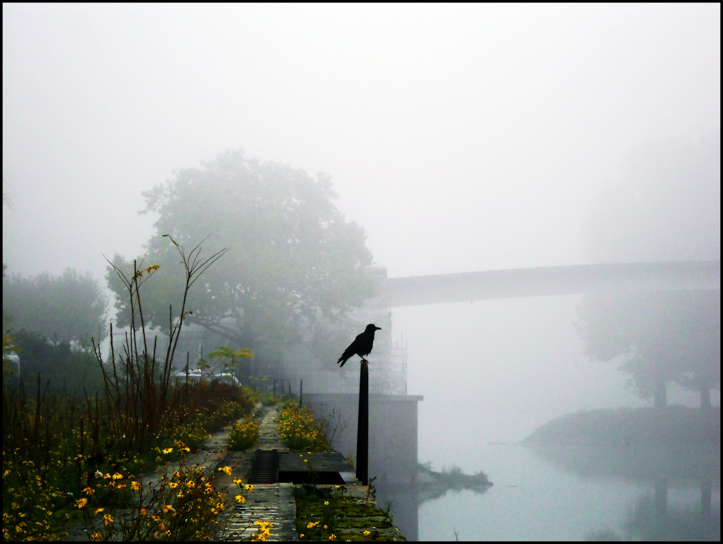 a Crow in the fog.