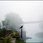 a Crow in the fog.