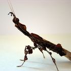 A cryptic look - phyllocrania paradoxa
