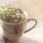 a Cup of Spring