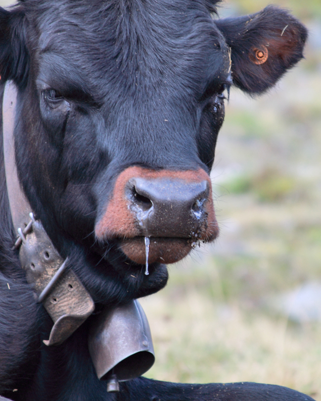 a curious calf