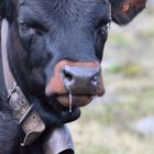 a curious calf