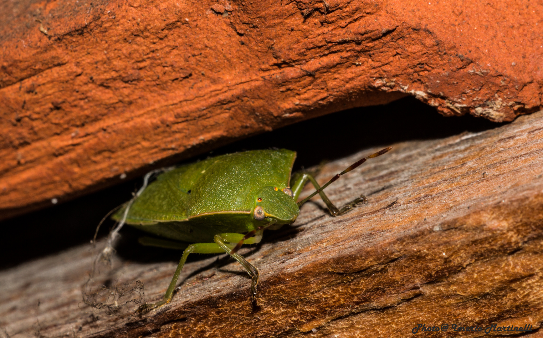 A curious green bug