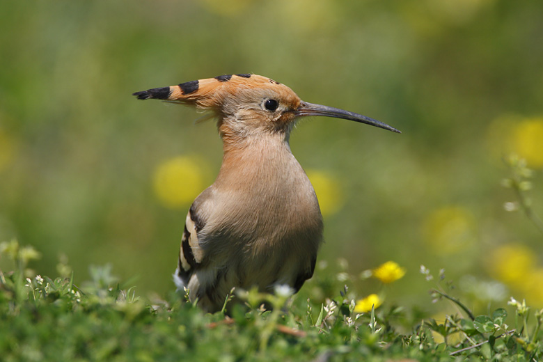 A Curious Hoopoe