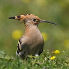 A Curious Hoopoe