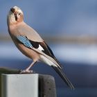 A curious Jay