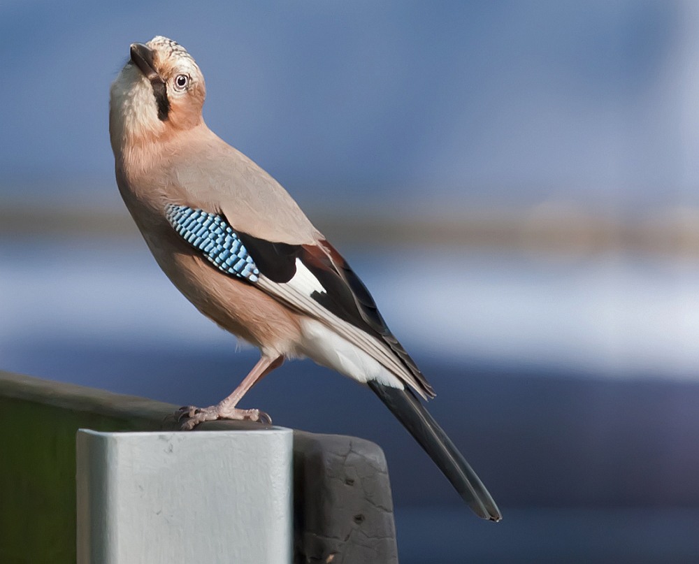 A curious Jay