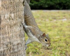 a curious squirrel