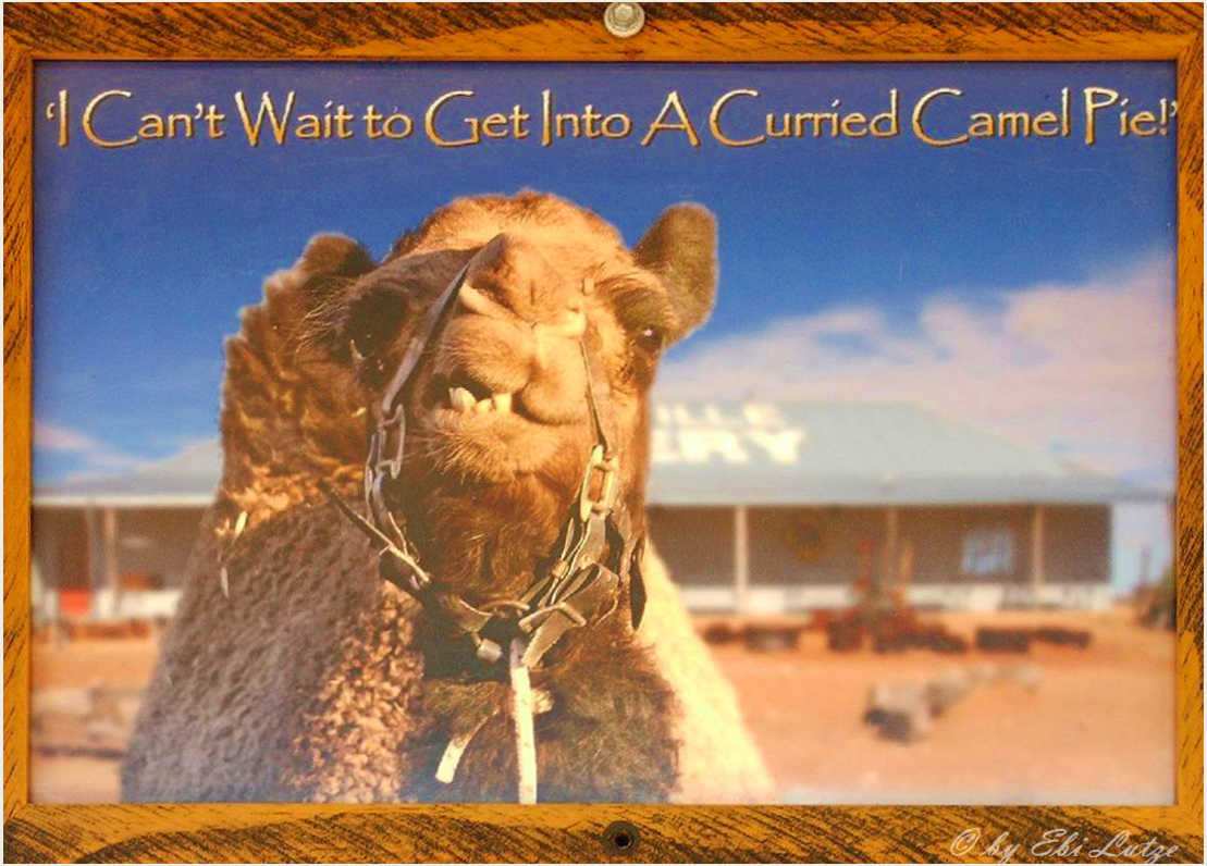 ** A Curried Camel Pie in a Outback Bakerie **