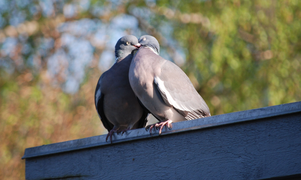 A Cute Couple