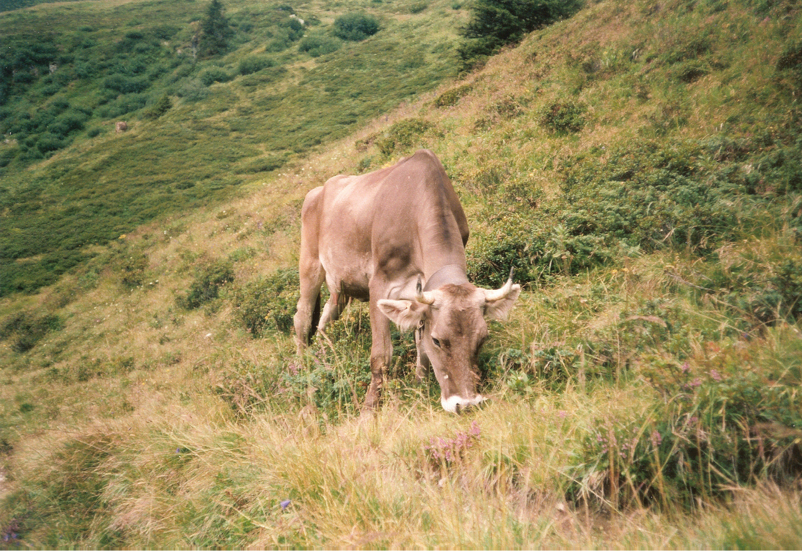 A cute cow