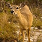 a cute deer